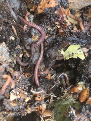 Eisenia