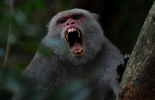 Formosan Rock Macaque, photo 7 of 9
