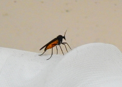 Sciara hemerobioides