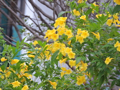 Archilochus colubris
