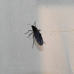 Sciara hemerobioides