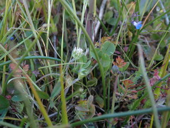 Trifolium microdon
