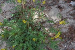 Corydalis aurea