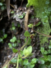 Calceolaria tenella