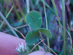 Trifolium microdon