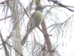 Myiarchus cephalotes