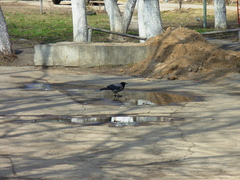 Corvus cornix