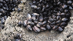 Xenostrobus neozelanicus
