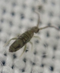 Entomobrya nivalis