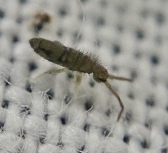 Entomobrya nivalis