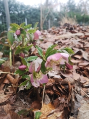 Helleborus