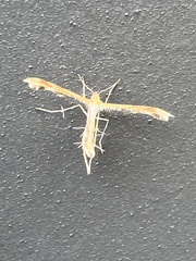 Oxyptilini