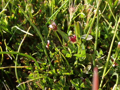 Trifolium oliganthum