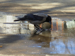 Corvus cornix