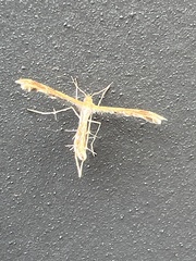 Oxyptilini