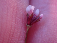Trifolium oliganthum