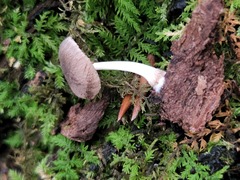 Pluteus septocystidiatus