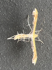 Oxyptilini