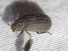 Trogidae