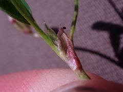 Trifolium oliganthum