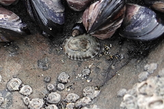 Notoacmea parviconoidea