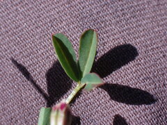 Trifolium oliganthum