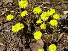 Tussilago farfara