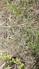 Indigofera sp12