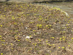 Tussilago farfara