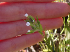 Microsteris gracilis