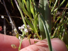 Microsteris gracilis