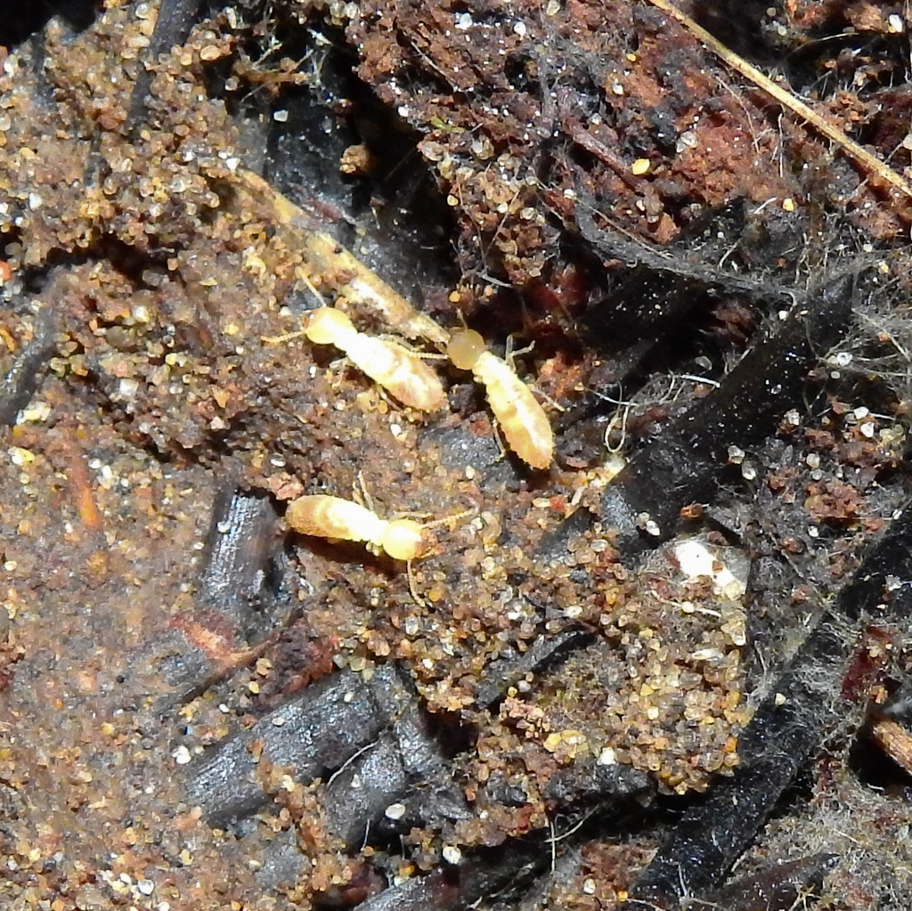 Termites from Mata dos Medos, Portugal on February 15, 2023 at 04:27 PM ...