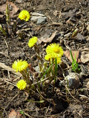 Tussilago farfara