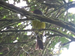 Cnemoscopus rubrirostris