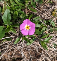 Phlox roemeriana
