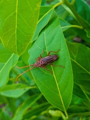 Chydarteres striatus