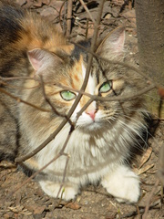 Felis catus