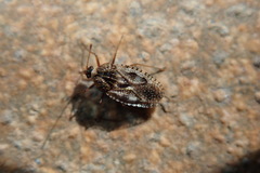 Dictyla nassata