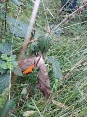 Coequosa australasiae