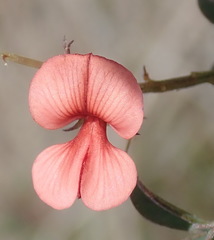 Indigofera sp12