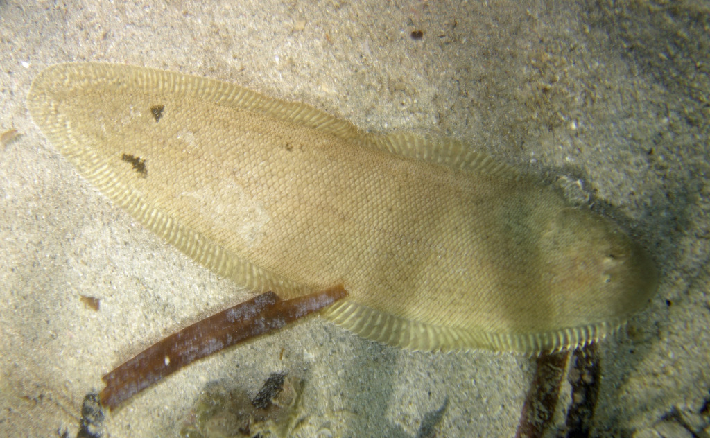 Spottedfin tonguefish (Cynoglossus maculipinnis) — Cynoglossidae