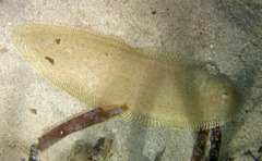 Spotfin Tongue Sole photo 1