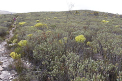 Adenandra gummifera