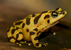 Panamanian Golden Frog photo 2