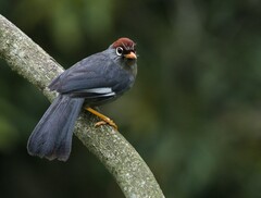 Pterorhinus mitratus