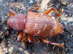 Hylobius transversovittatus