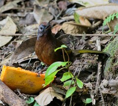 Trochalopteron peninsulae