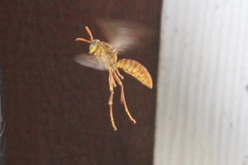 Yellow Oriental Paper Wasp photo 5