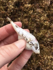 Sphoeroides spengleri