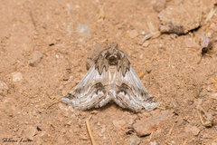 Phaselia deliciosaria